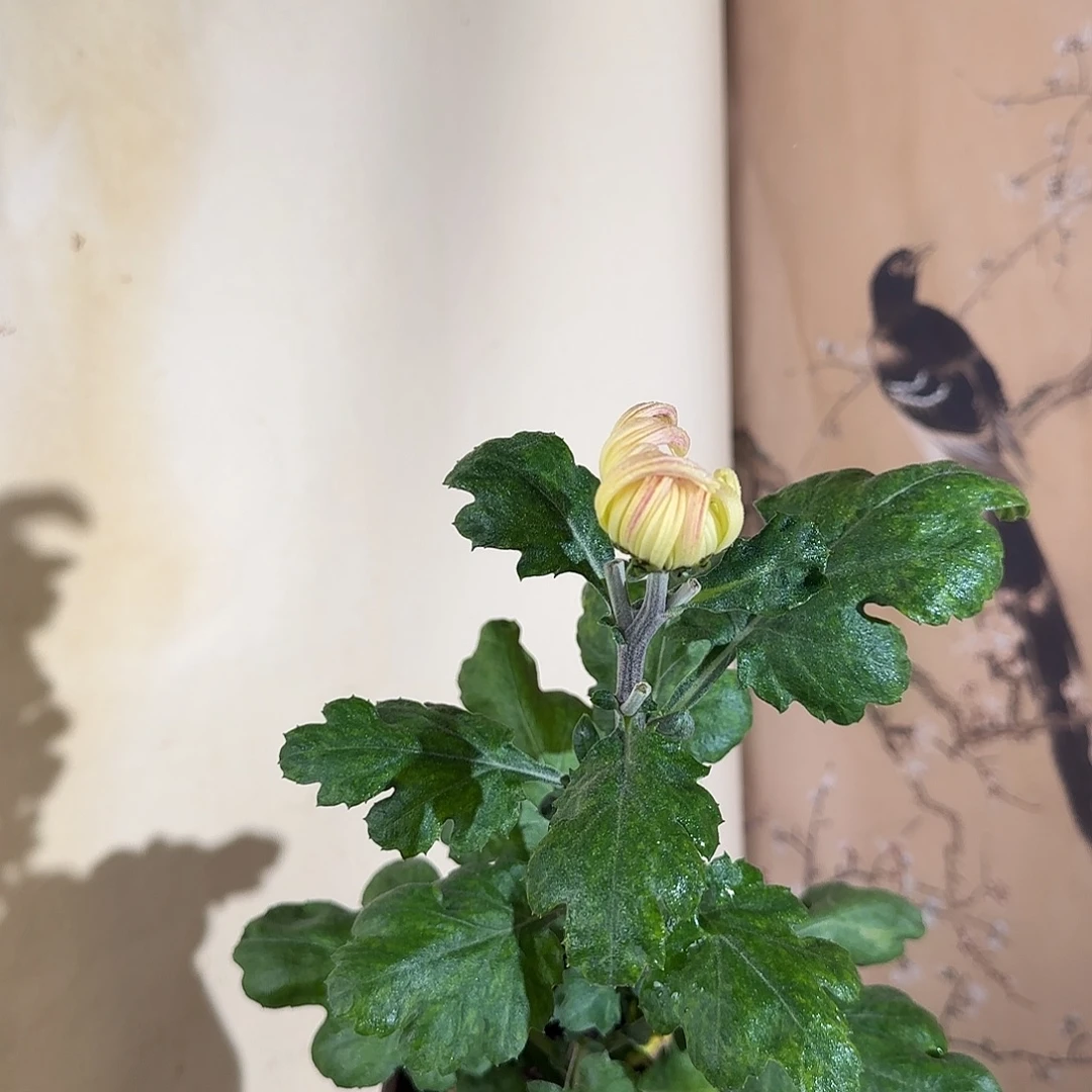 全部花朵N1111111