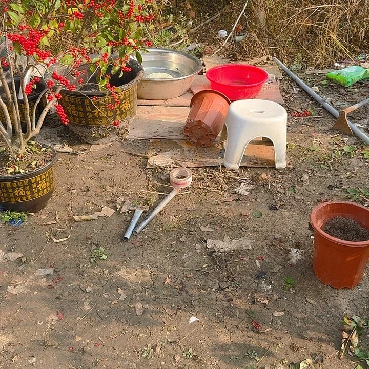 无花朵北美冬青耐寒