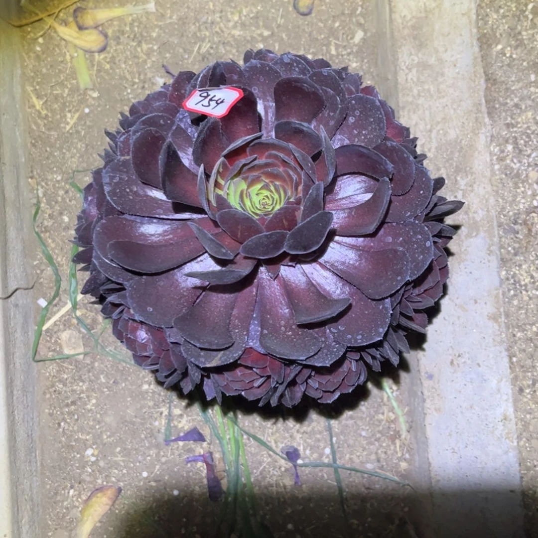 阳***5954多肉植物黑寡妇
