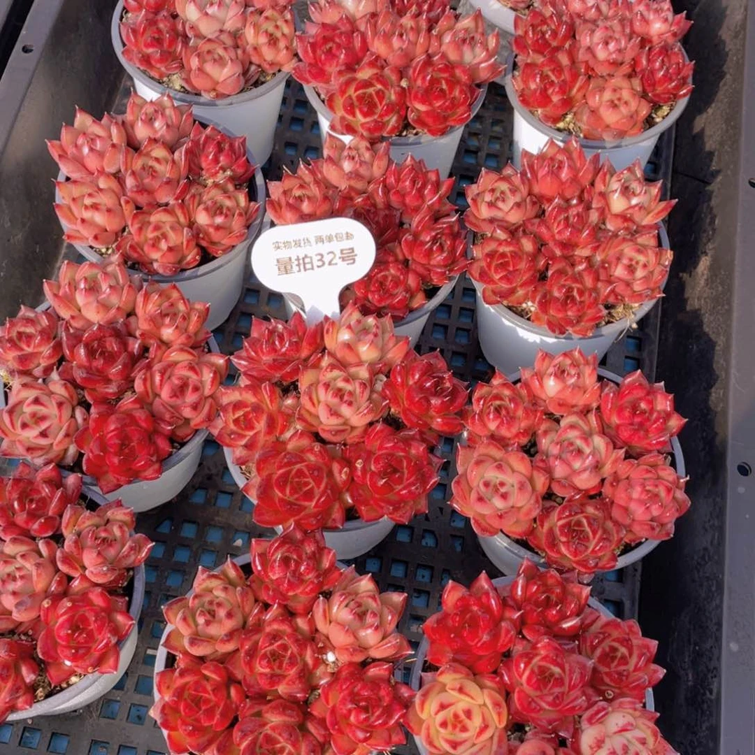 量拍32号全状态血罗组合7颗