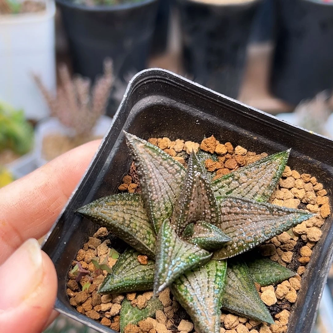 丸叶锦带桥硬叶十二卷