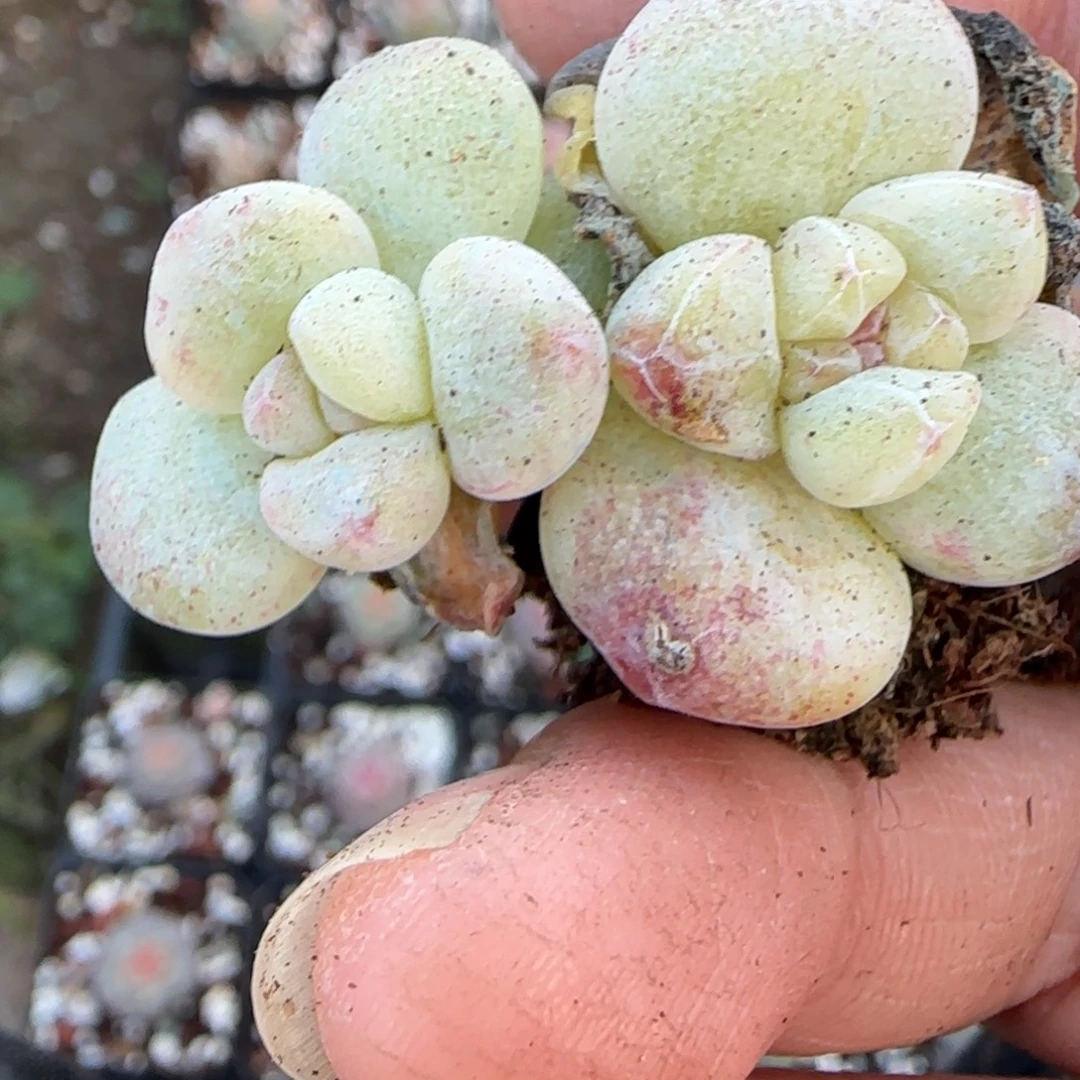 小卡拉米糖心一物一拍