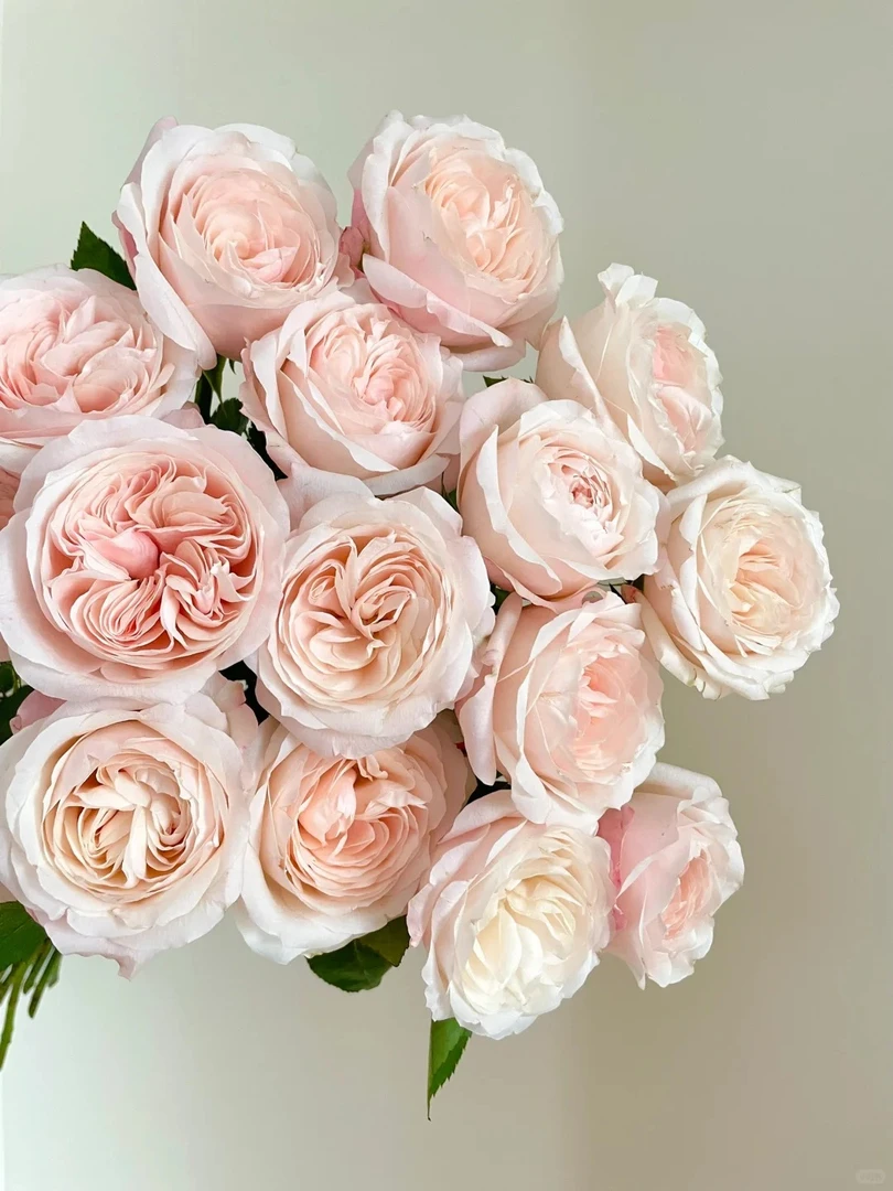 鲜花【凯瑟琳】同地址两单以上顺丰/德邦+送配草1扎