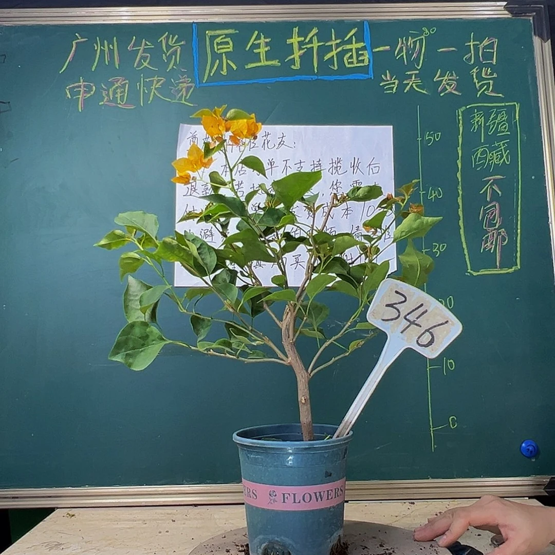 当前无花栽培后可以开花柠檬黄 346