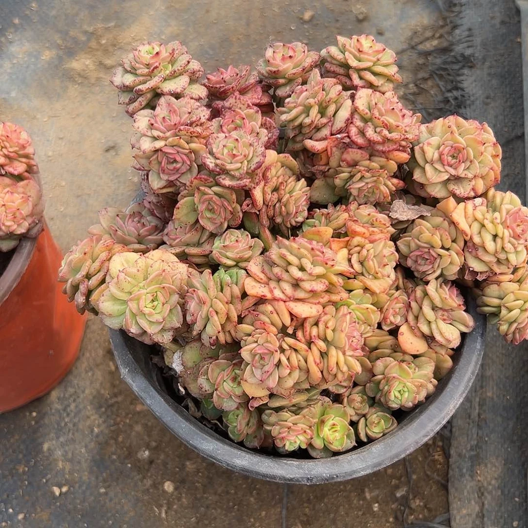 多肉植物辣牡丹群