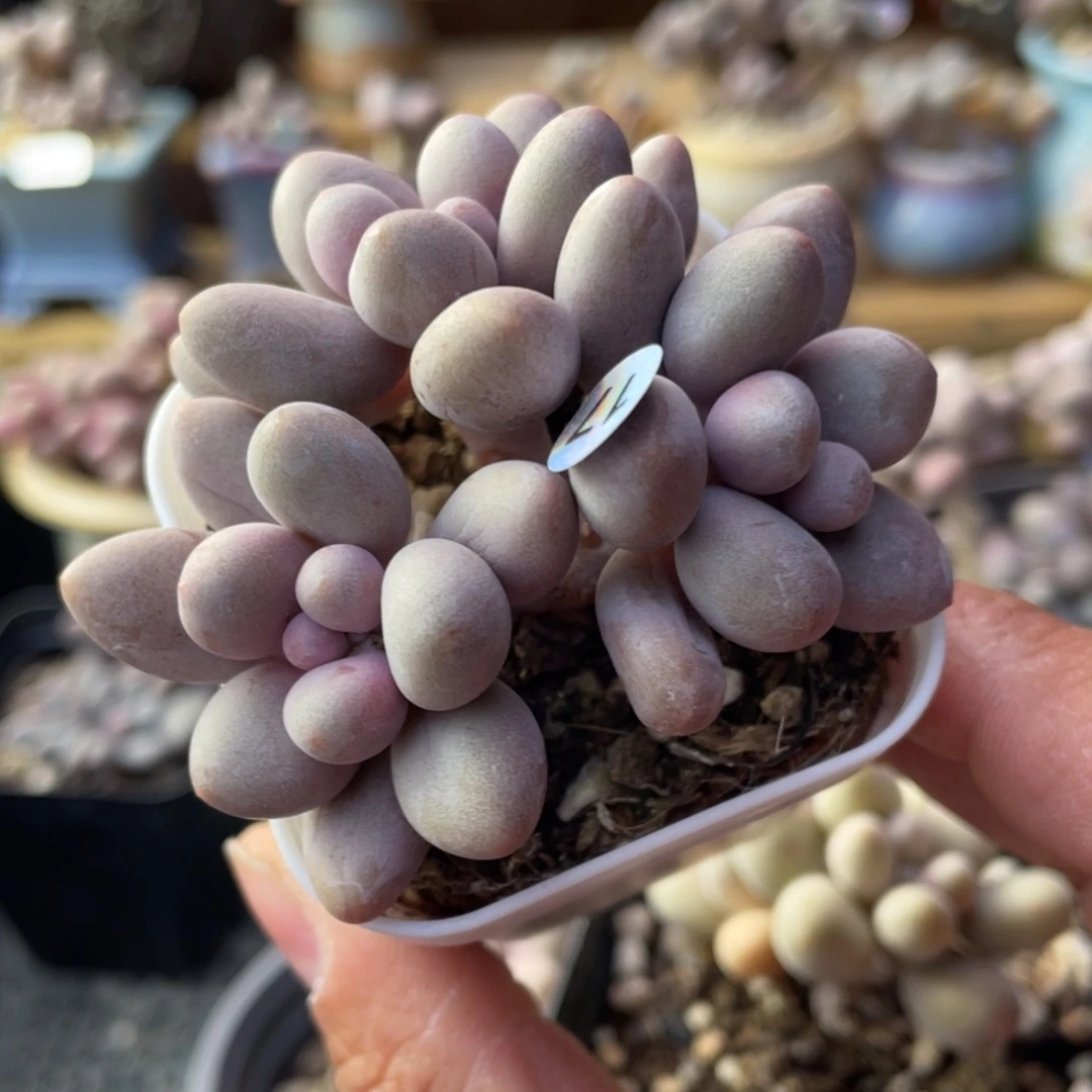 桃花奶酪多肉植物