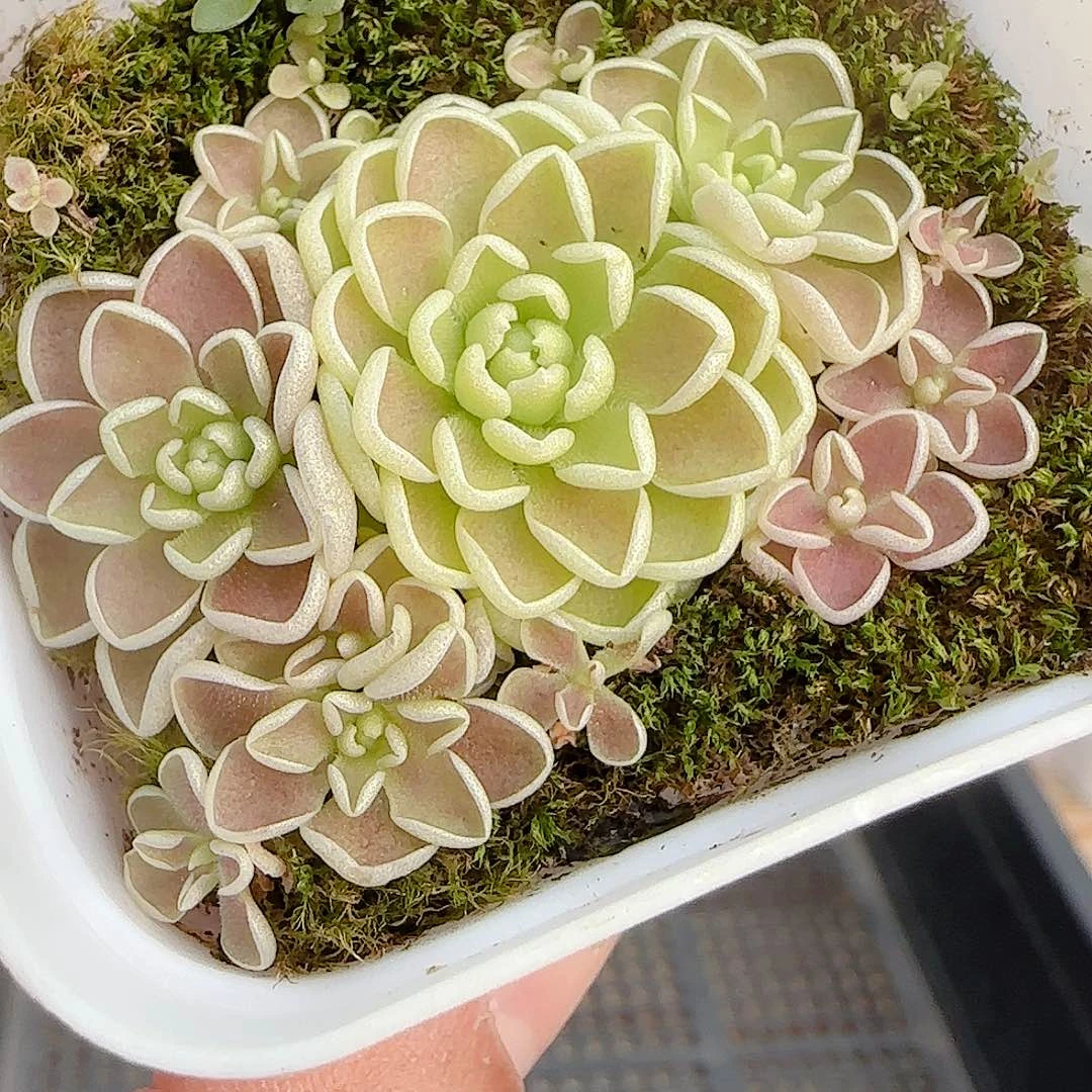 1030-193爱丽丝捕虫