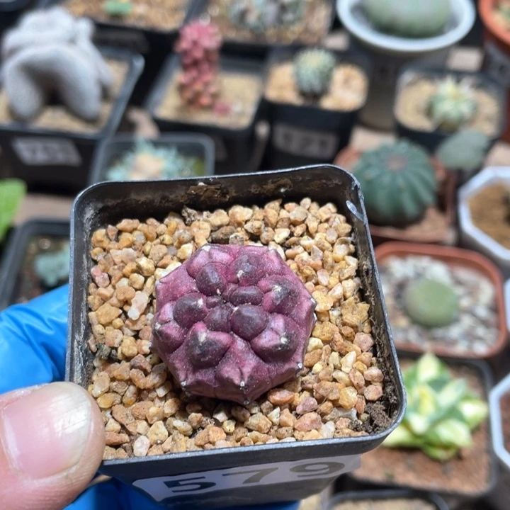 579紫色梦想仙人球