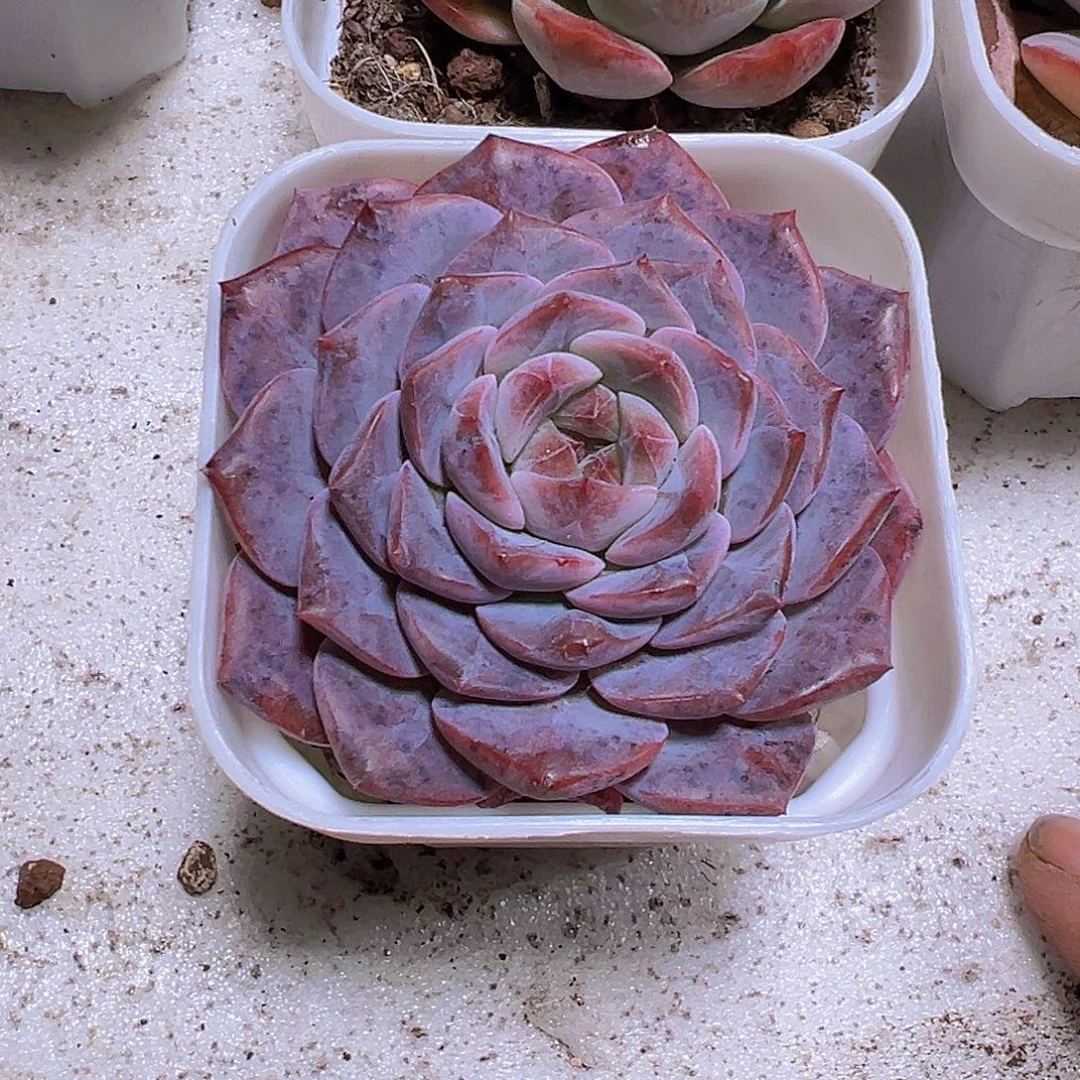 紫雾19包邮多肉植物