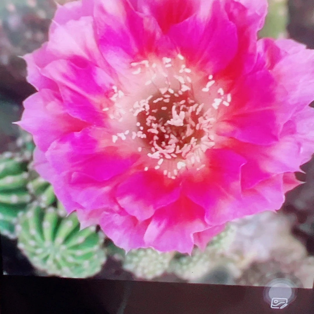 丽花 菲云落 侧芽 满20包邮