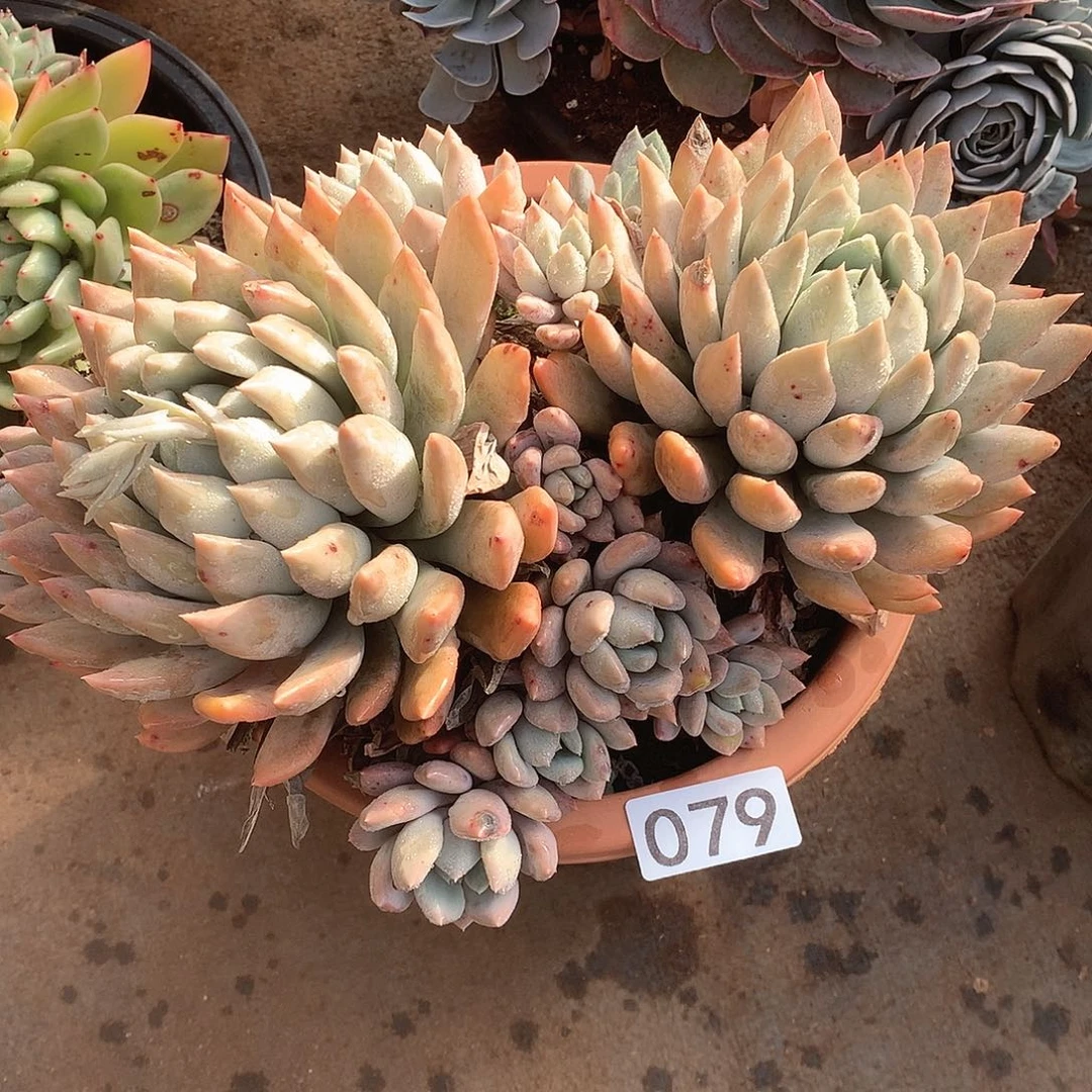 079 一物一拍多肉