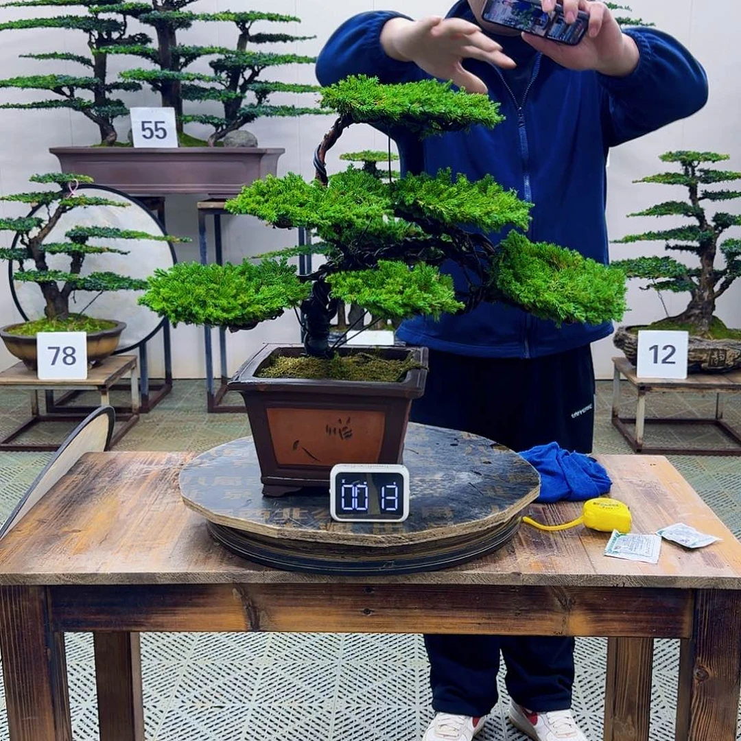 无花朵柏树造型盆景