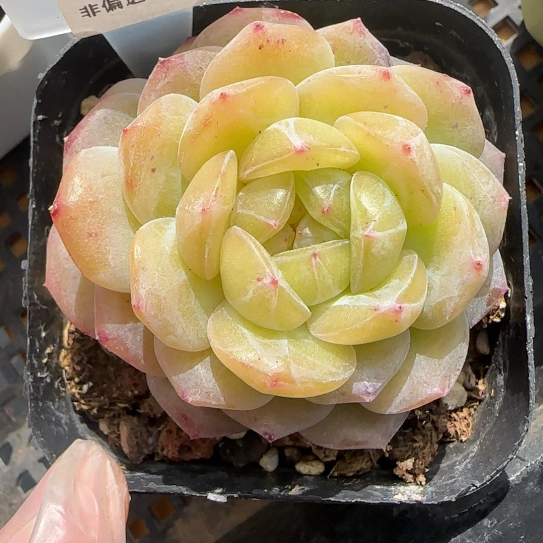 27东篱下多肉植物盆栽