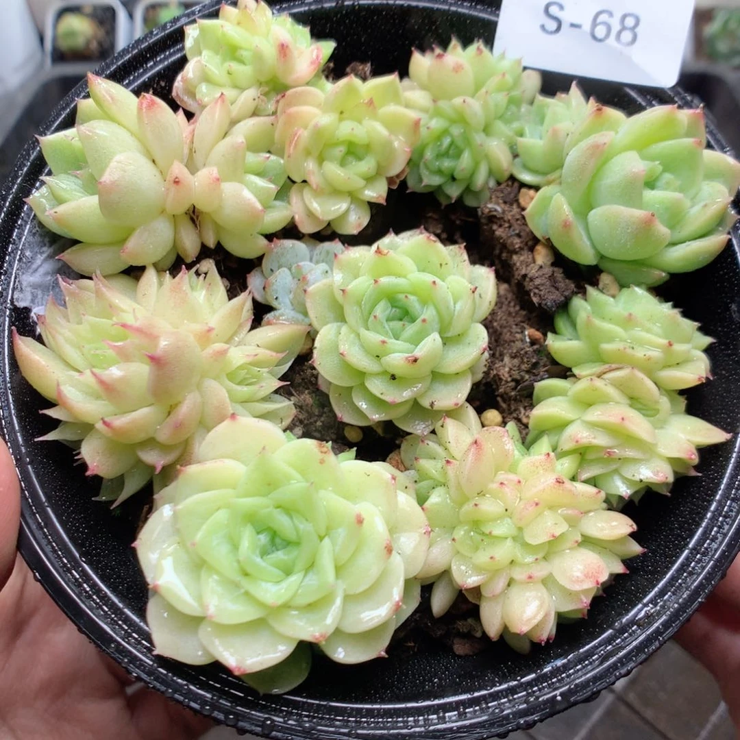 无花朵S68y y y y y y y y y