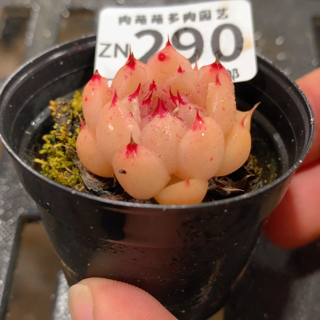肉萌萌拇指盆精控多肉ZN290