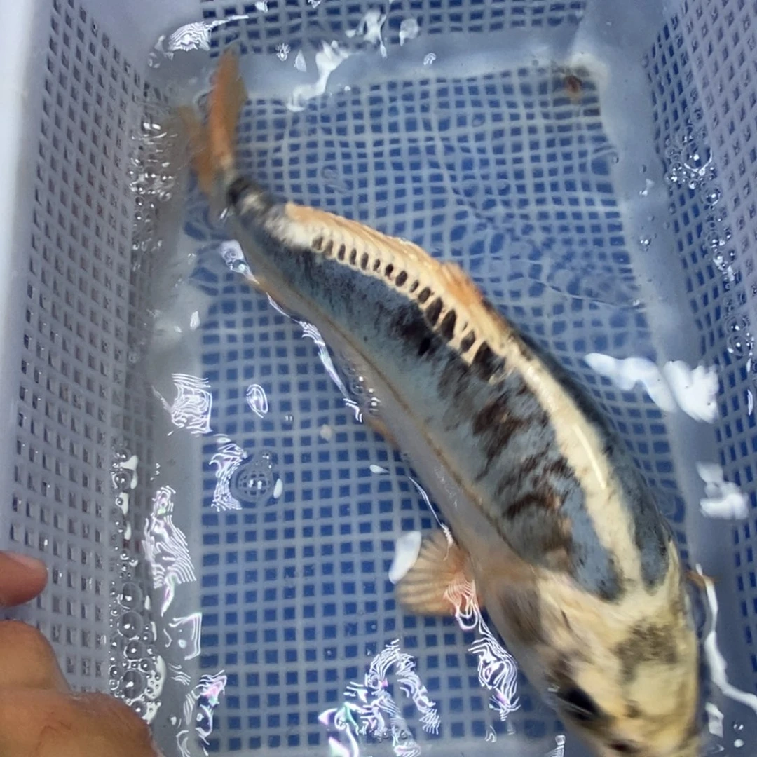 锦鲤开衩 介意别拍