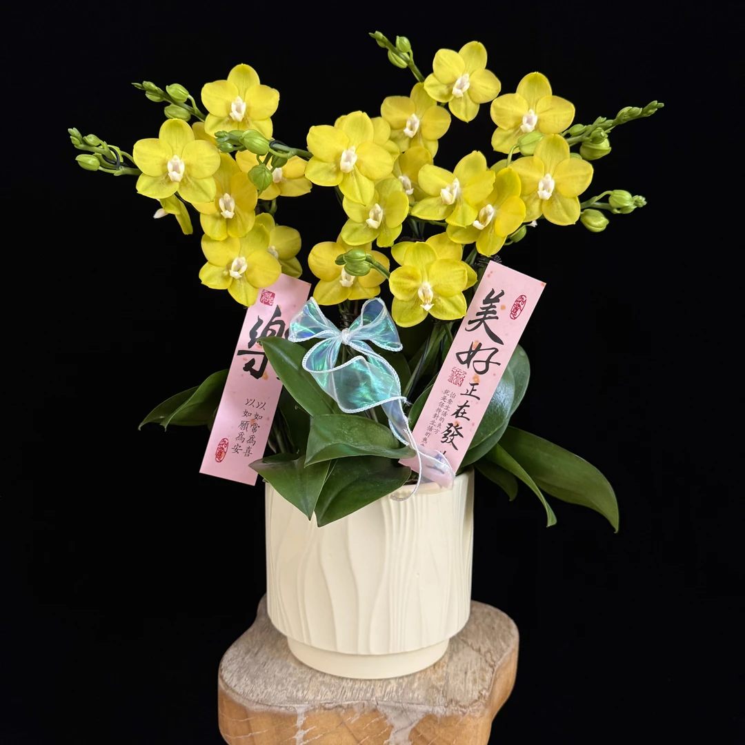 【吉祥如意】黄色系蜡质花 续花型绿色系蝴蝶兰花苞多花期长