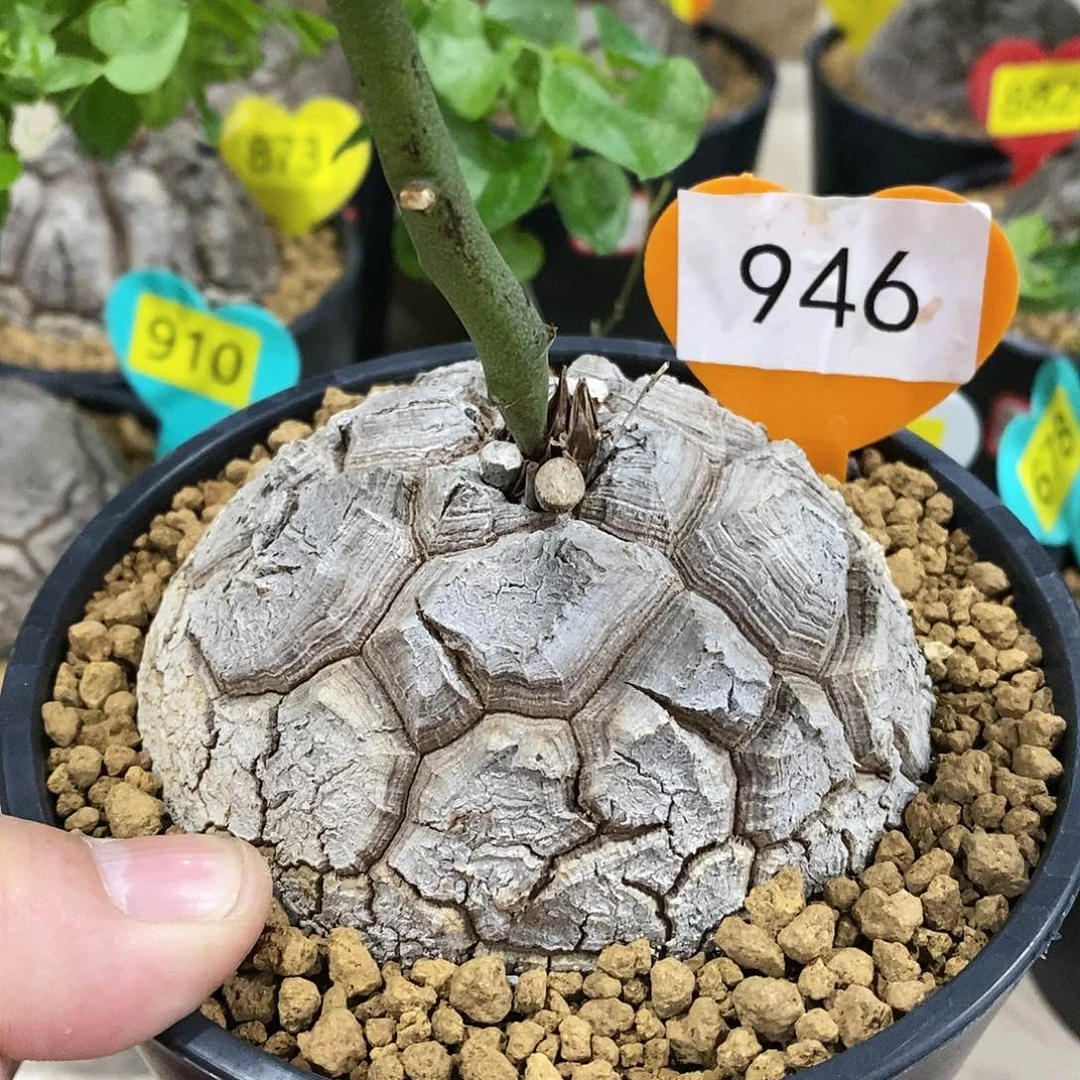 @*哥南非龟甲龙龟甲龙