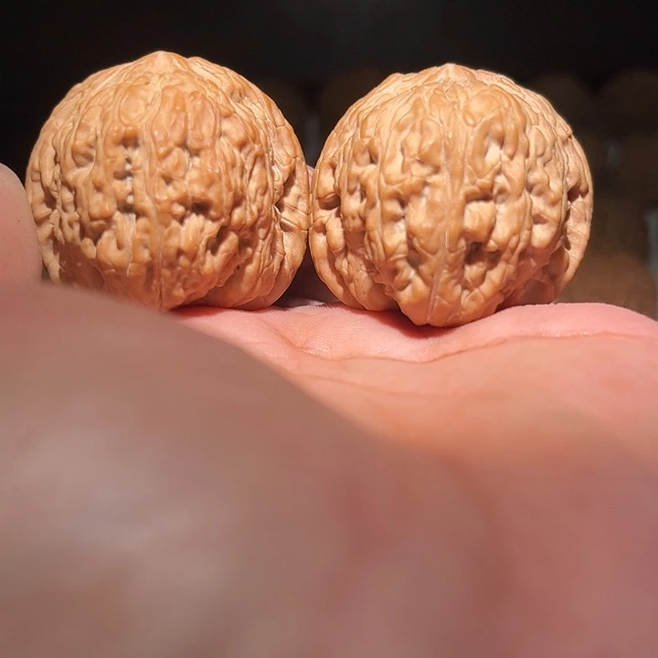 木40:5全品咯泥鳅背。