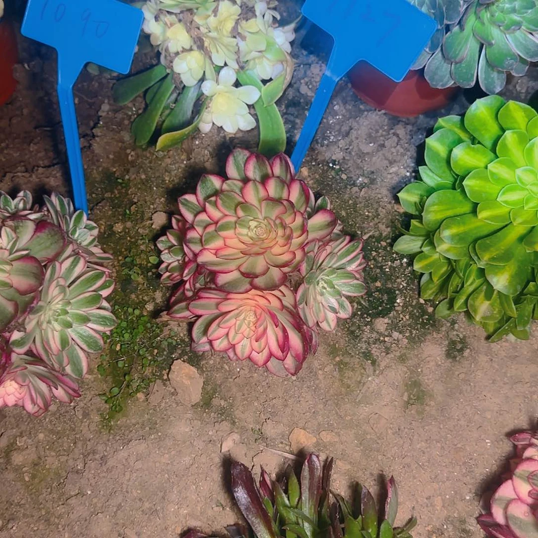 圆*&1127倾城多肉哦哦哦哦哦