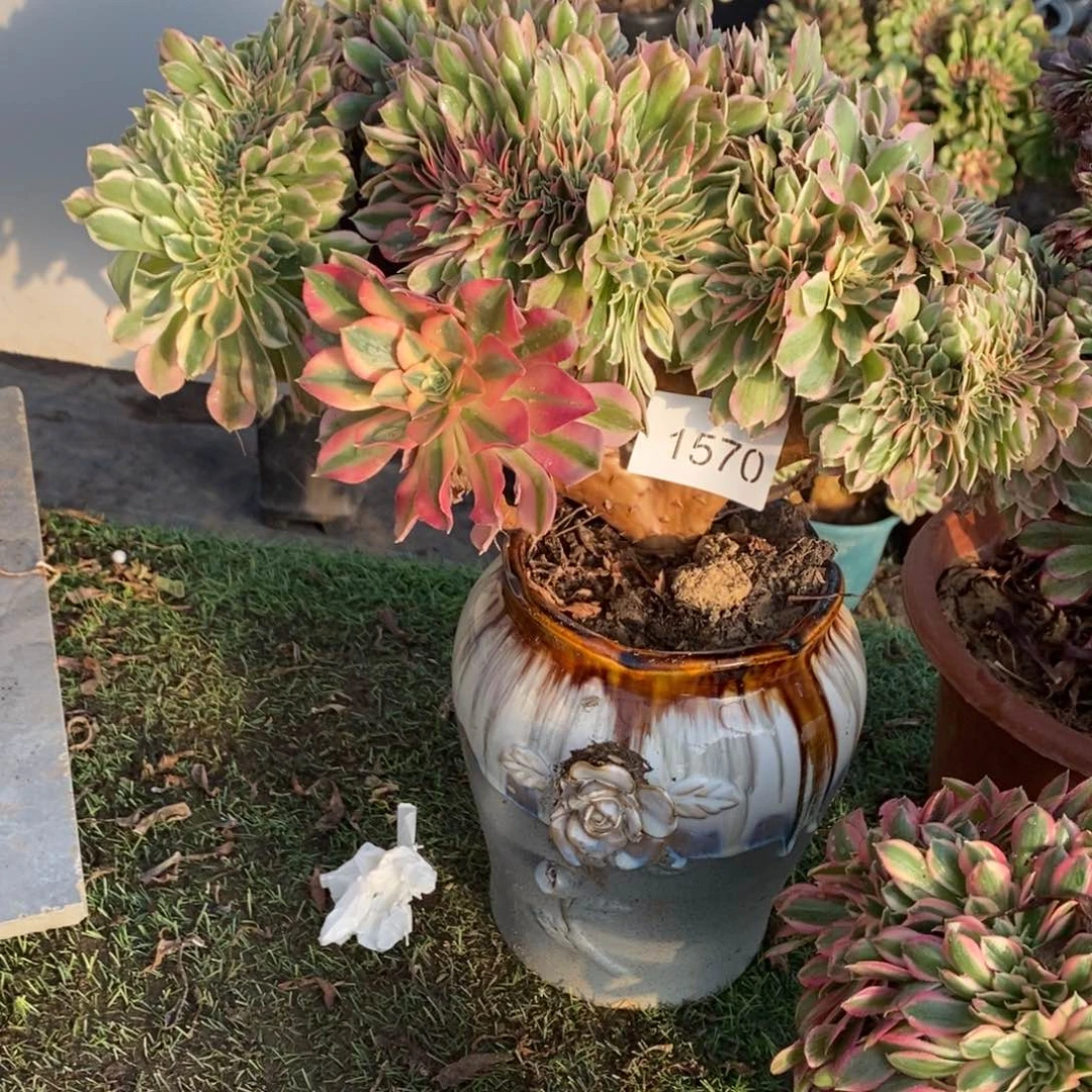 粉女巫缀化1颗多肉1570号