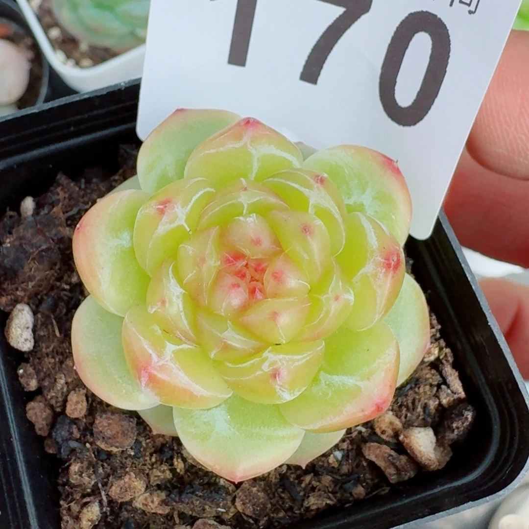 拿铁奶沫            精美多肉植物