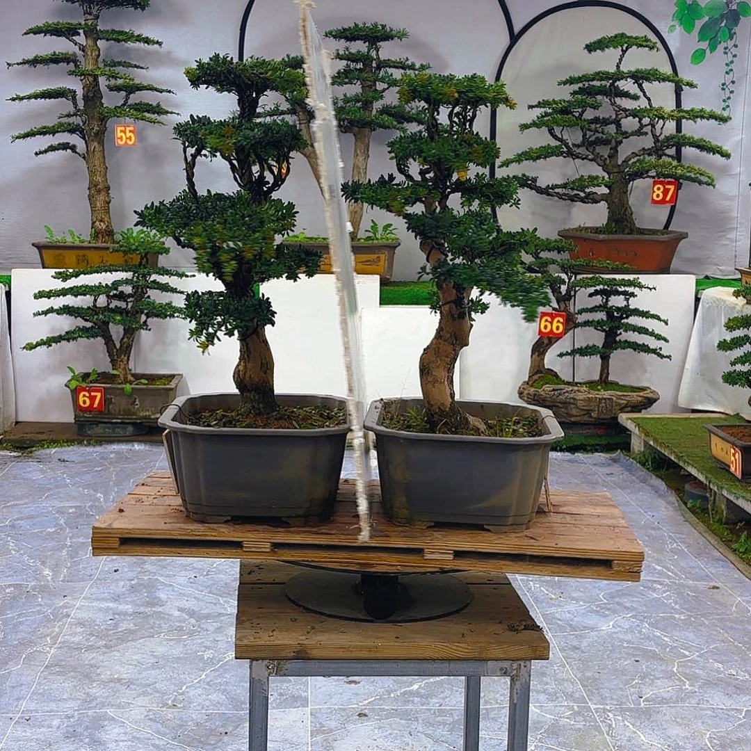 无花朵罗汉松盆景