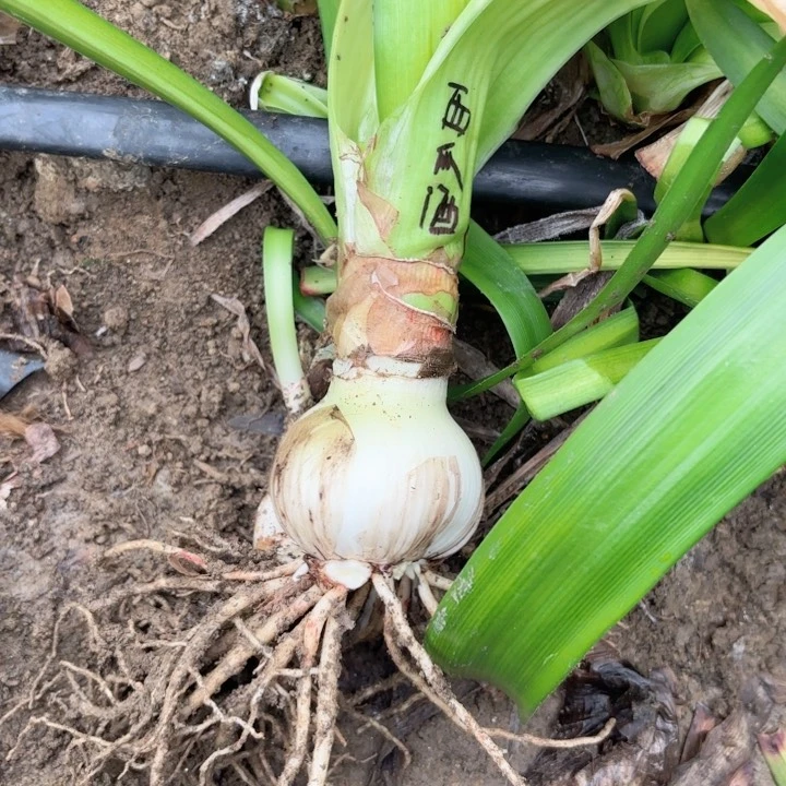 无花朵西瓜酒包对版根盘有伤