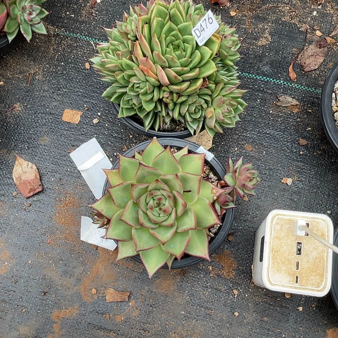若如东云组拍D476