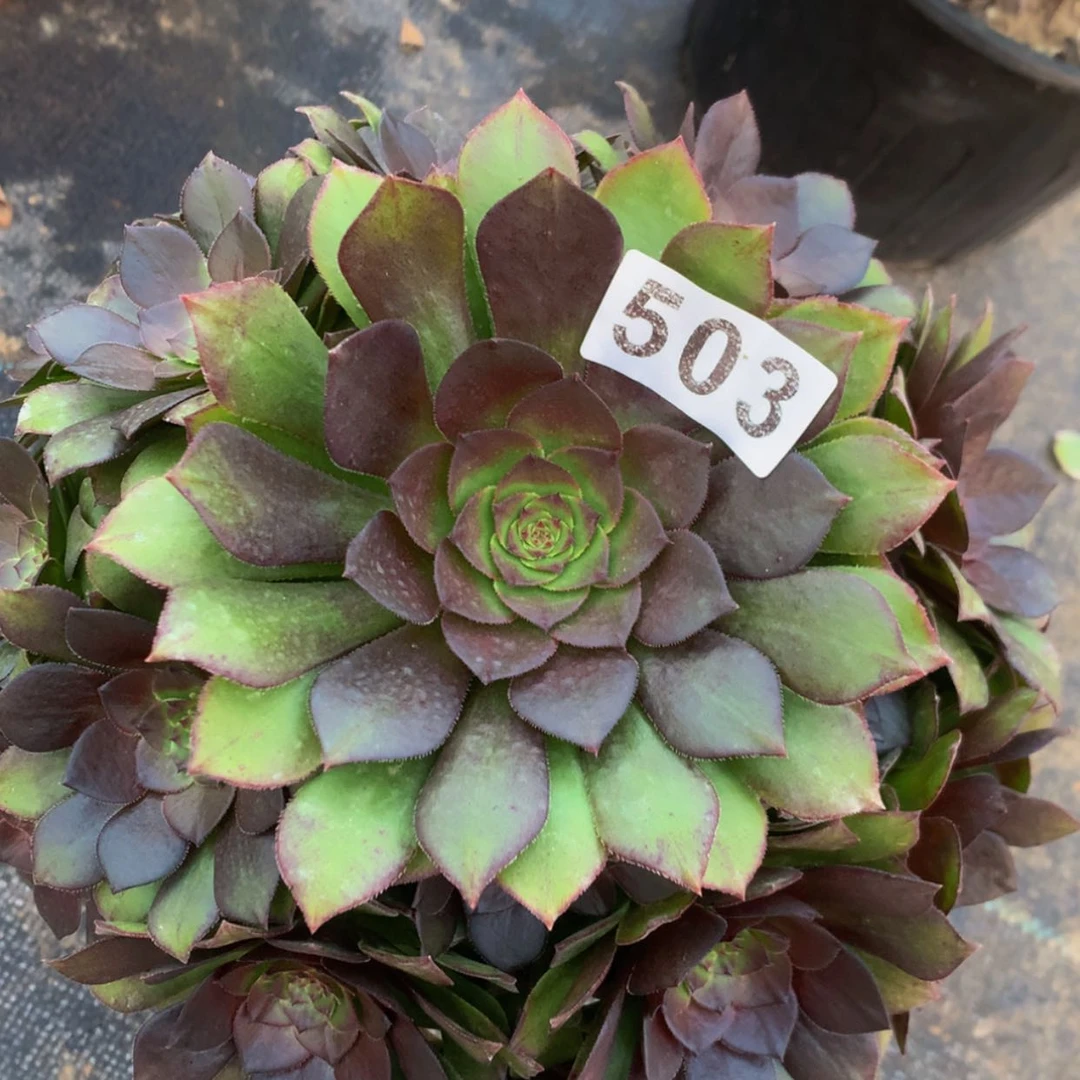 【闪购商品】503桃花石多肉