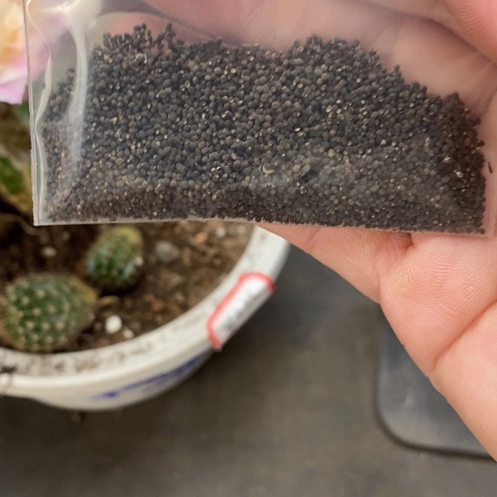 香香彩草种1千粒左右