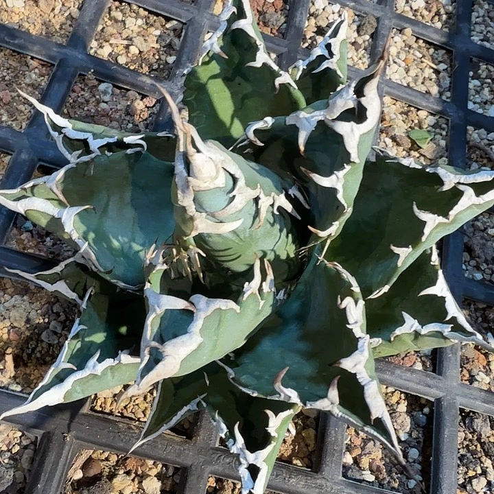 福利福利福利 狂刺夕映