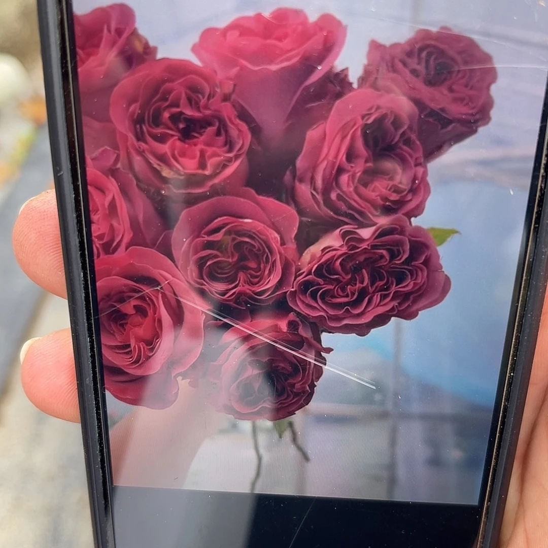 无花朵——璀璨 福利款 大苗