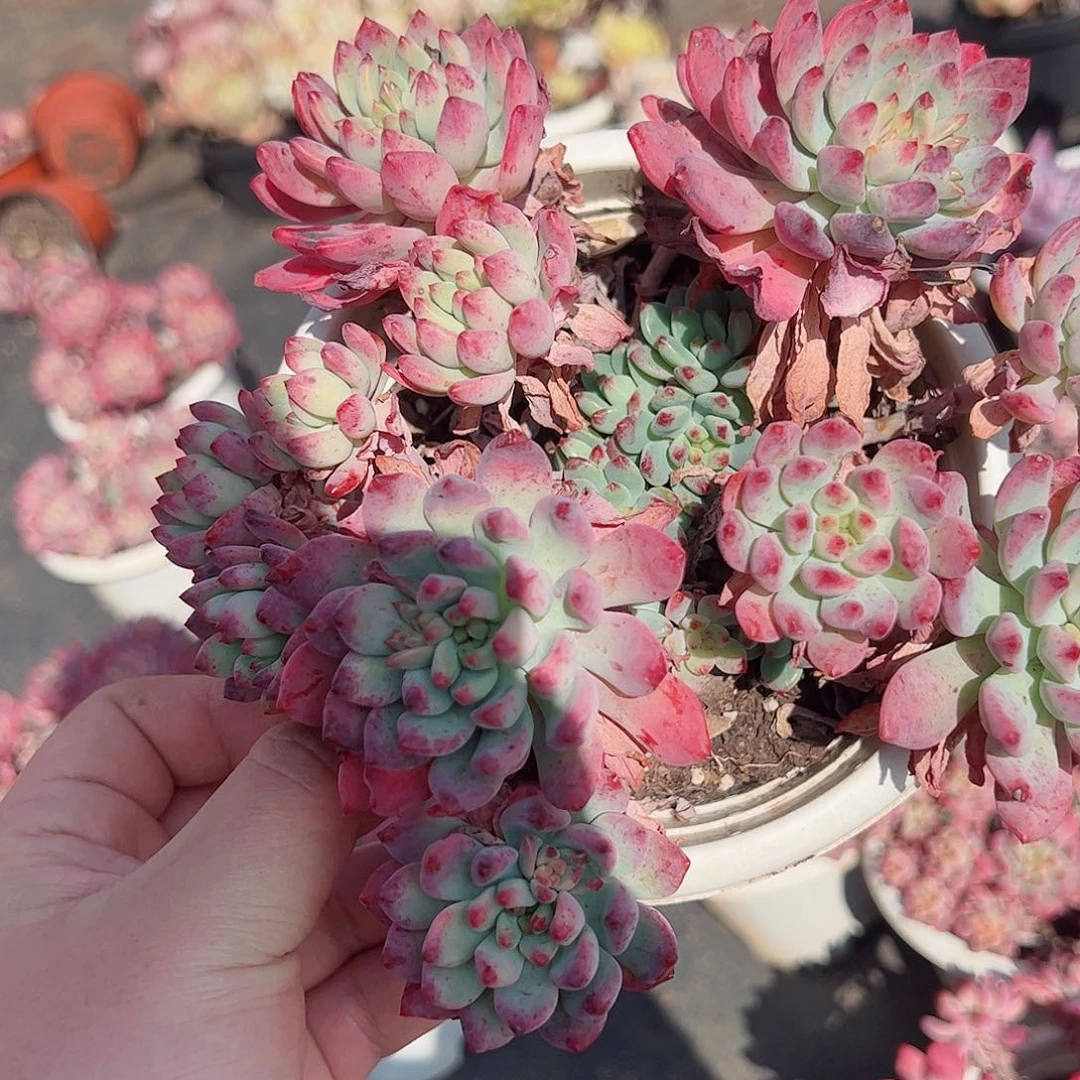 蓝苹果大盆露养老桩