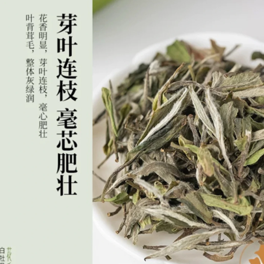 2025年头采春茶明前新茶福鼎高山白茶白牡丹花香毫香馥郁甘甜