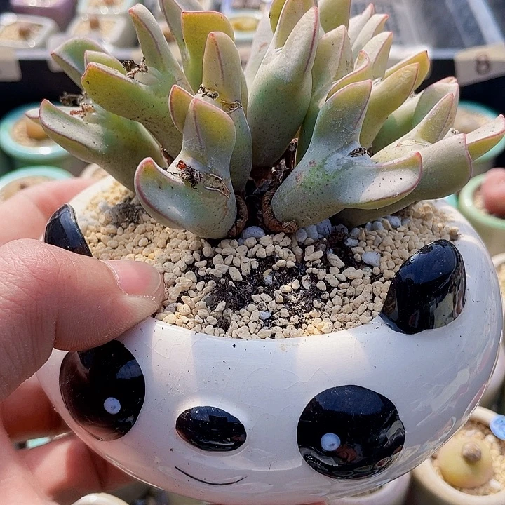 一物一拍……少将母本7