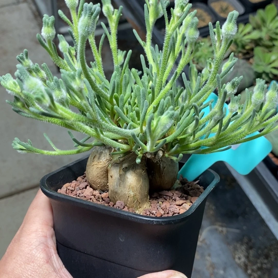 蛋清霜多肉植物一个