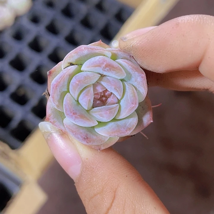 62精品琥珀2颗一组