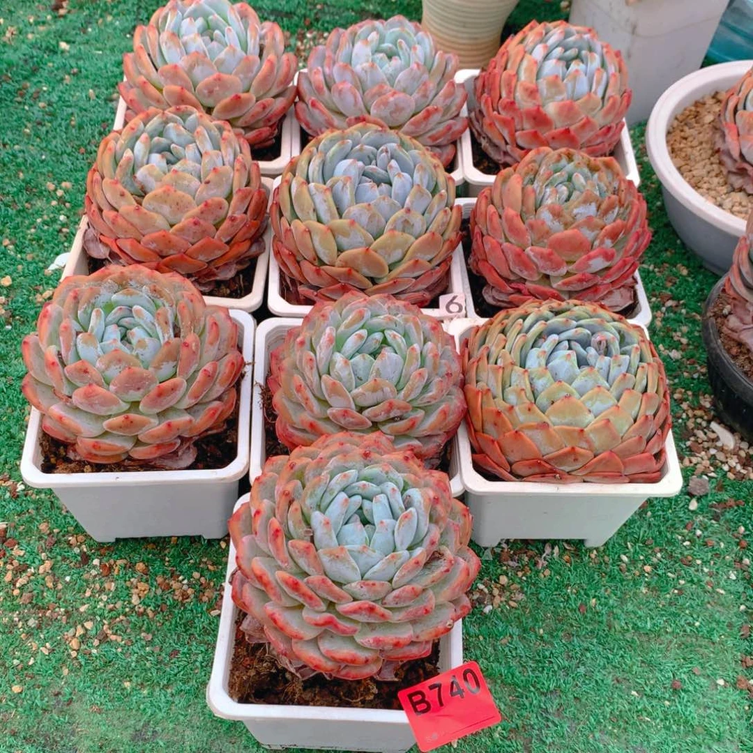 740橙子111111111111