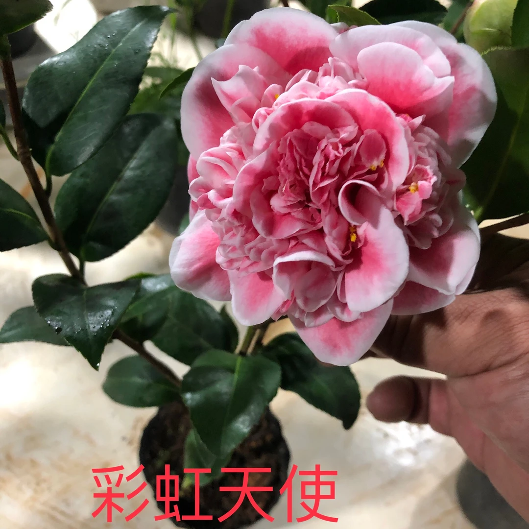 【彩虹天使】新品种原生稀有山茶花树苗盆栽小苗带花苞耐寒冬好养活