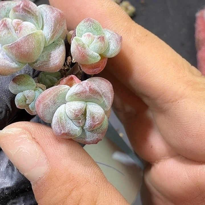 64 号到手1筐一物拍