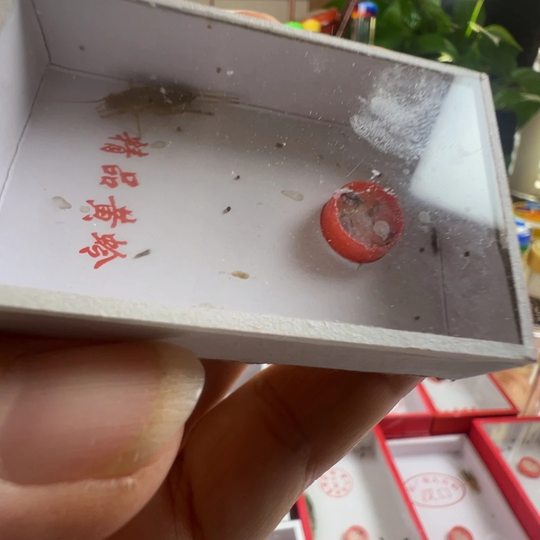 蟋蟀一只香槟仙子短须