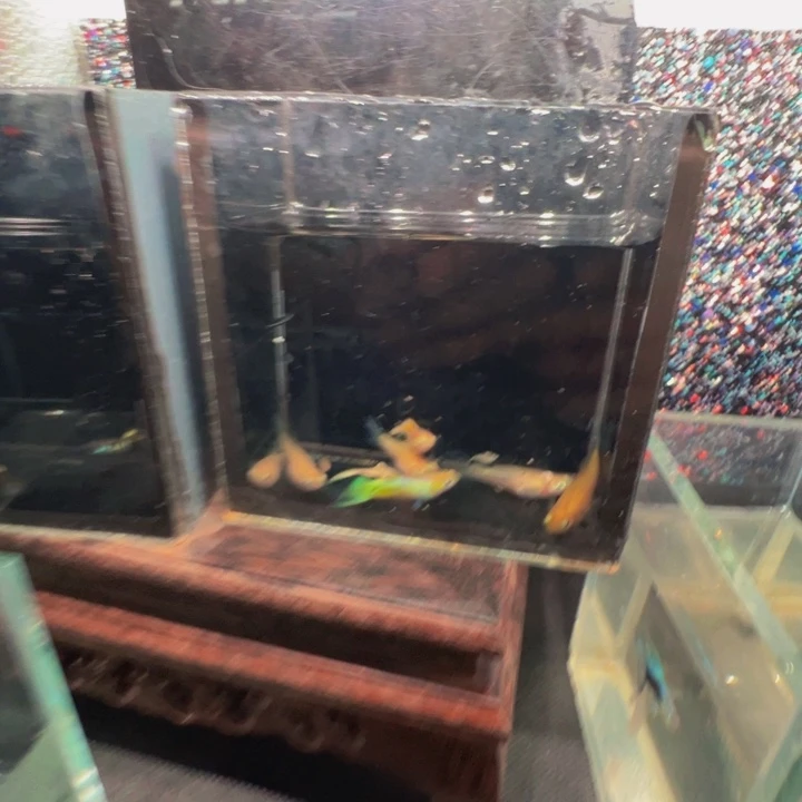 孔雀鱼低剑一缸包邮