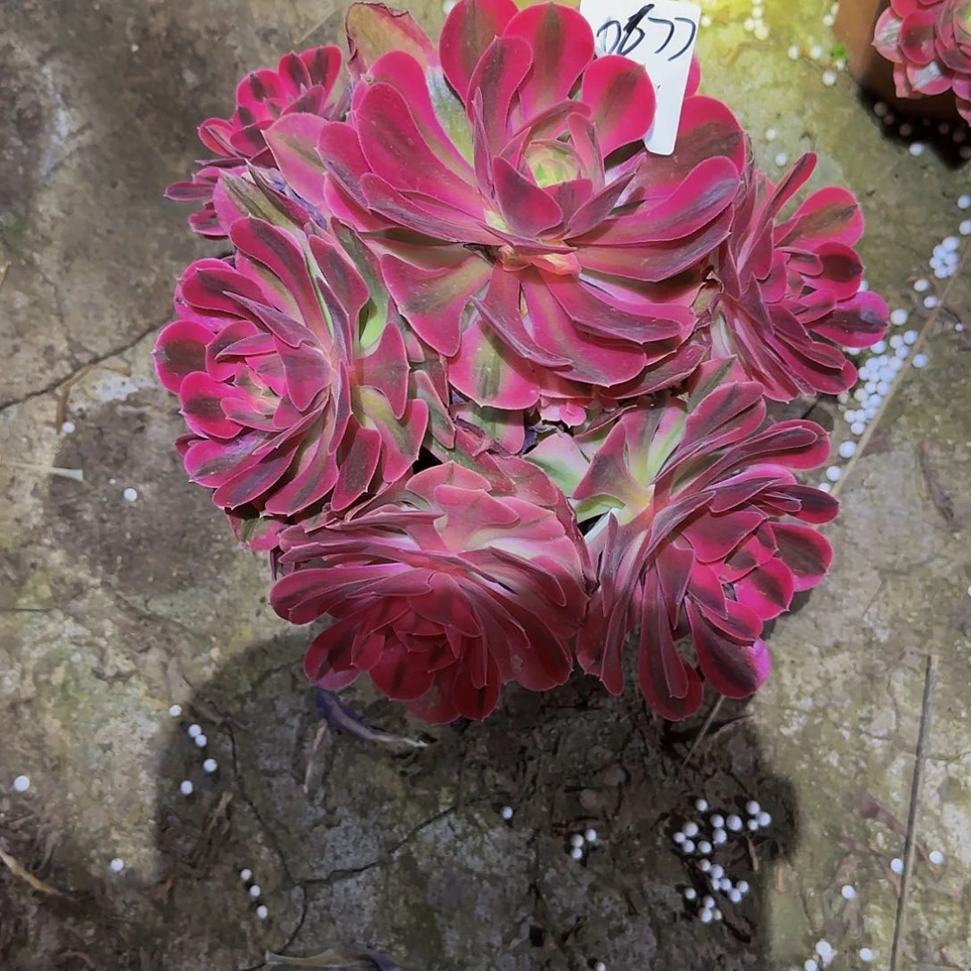 安*粉女巫一物一拍清仓不包损，不退不换0677