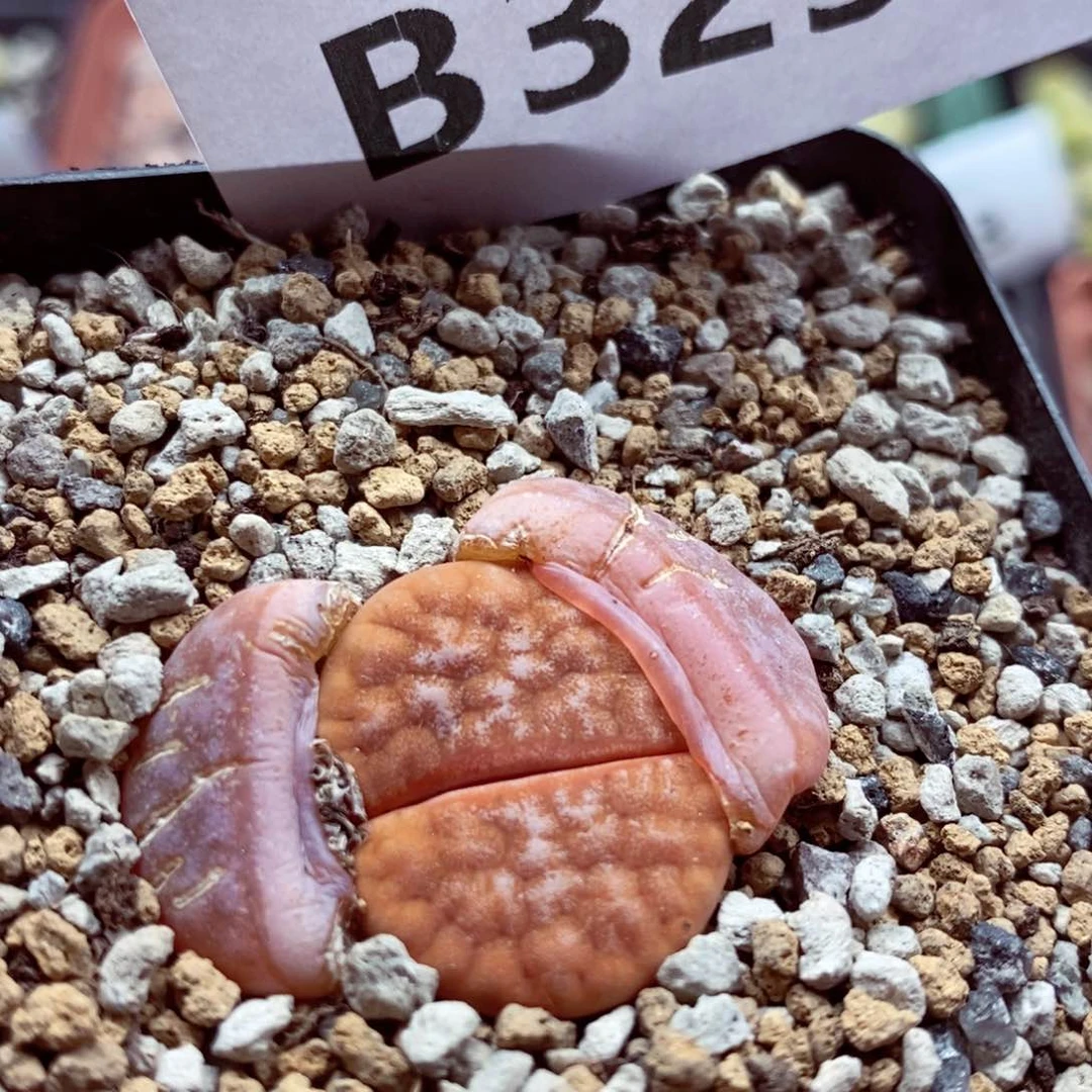 我的小姐姐们都是我的329