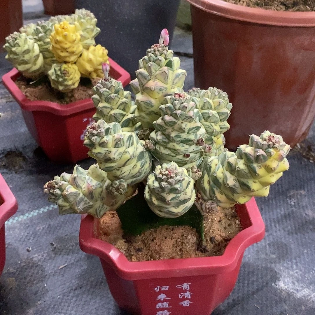 白将军阁锦一物一拍