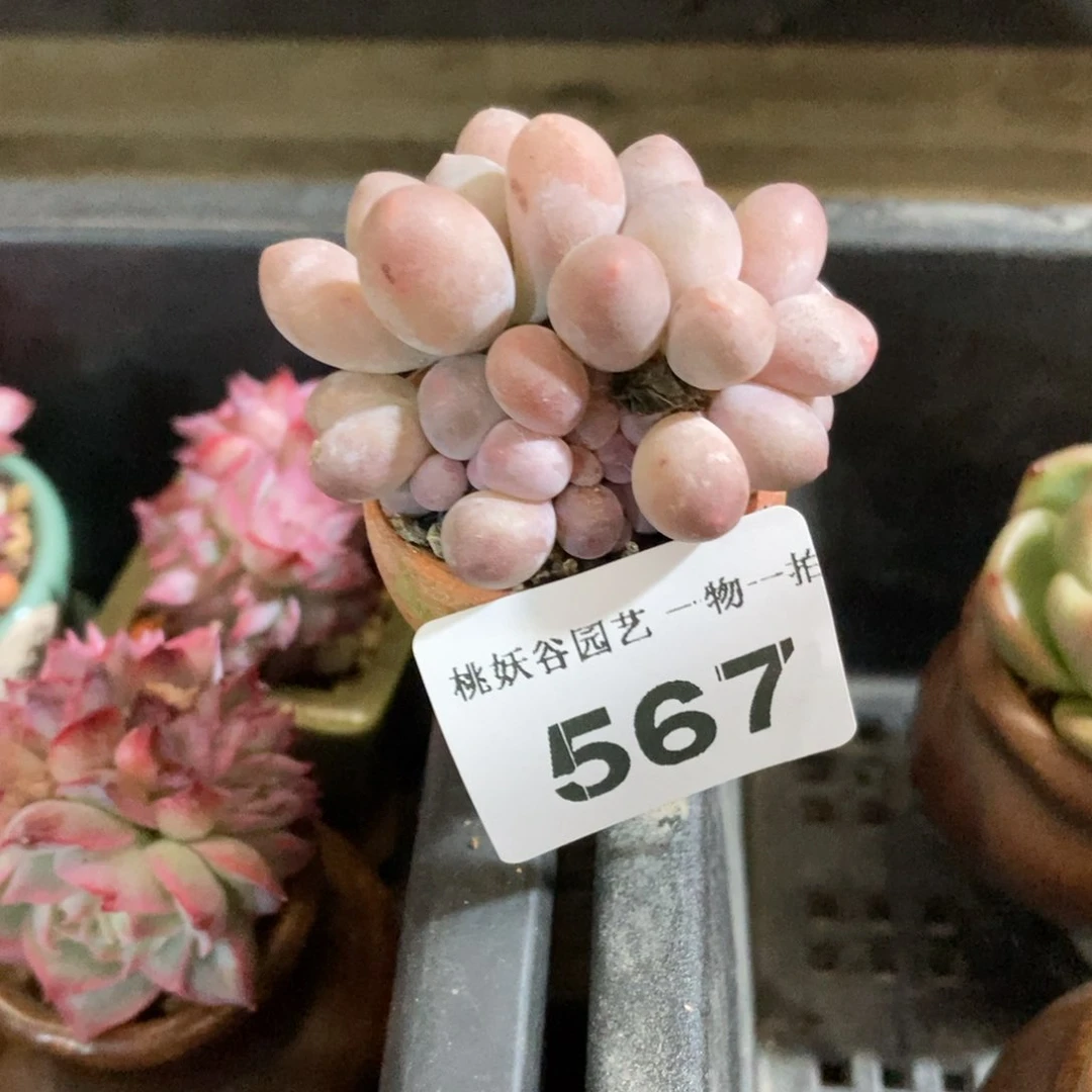 三*_567汤圆奶酪带盆土