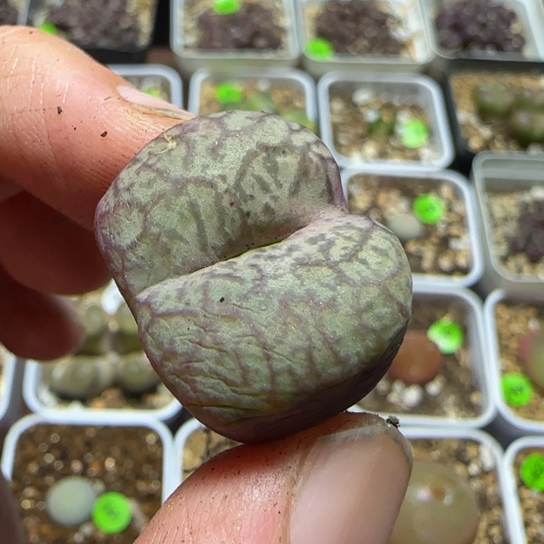 巨无霸杂交多肉植物184