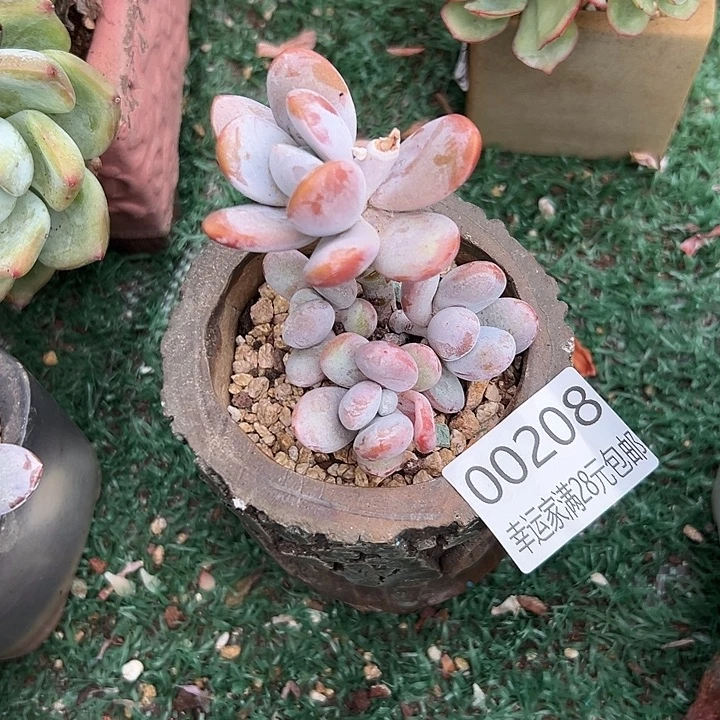 幸运的是我还没遇到你的