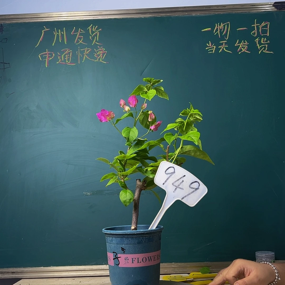 当前无花栽培后可以开花下播 粗杆 椰子冰 949